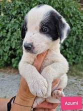 AZUMI, Hund, Mischlingshund in Griechenland - Bild 12