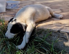 AZUMI, Hund, Mischlingshund in Griechenland - Bild 13