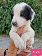 AZUMI, Hund, Mischlingshund in Griechenland - Bild 15