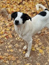 AZUMI, Hund, Mischlingshund in Griechenland - Bild 2