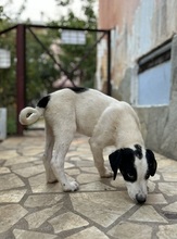 AZUMI, Hund, Mischlingshund in Griechenland - Bild 6