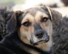 LANA, Hund, Mischlingshund in Kroatien - Bild 3