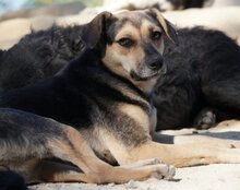 LANA, Hund, Mischlingshund in Kroatien - Bild 6