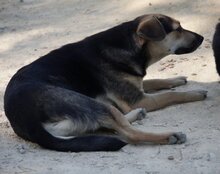 LANA, Hund, Mischlingshund in Kroatien - Bild 8