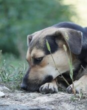 LANA, Hund, Mischlingshund in Kroatien - Bild 9