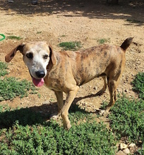 MARIEDDA, Hund, Mischlingshund in Italien - Bild 4