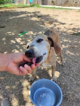 MARIEDDA, Hund, Mischlingshund in Italien - Bild 6