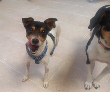 TREBOL, Hund, Terrier-Mix in Spanien - Bild 1