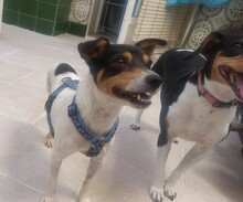 TREBOL, Hund, Terrier-Mix in Spanien - Bild 2