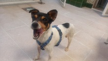 TREBOL, Hund, Terrier-Mix in Spanien - Bild 3