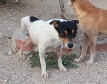 TREBOL, Hund, Terrier-Mix in Spanien - Bild 4