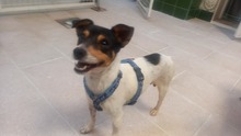 TREBOL, Hund, Terrier-Mix in Spanien - Bild 5