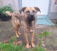 HANNES, Hund, Mischlingshund in Gnarrenburg - Bild 1