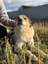 FARO, Hund, Mischlingshund in Rumänien - Bild 2