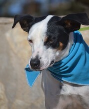 GINO, Hund, Bodeguero Andaluz in Spanien - Bild 3