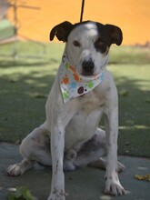 GINO, Hund, Bodeguero Andaluz in Spanien - Bild 4