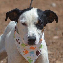 GINO, Hund, Bodeguero Andaluz in Spanien - Bild 6