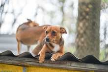 BEBA, Hund, Mischlingshund in Bulgarien - Bild 2