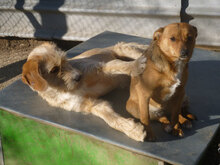 BEBA, Hund, Mischlingshund in Bulgarien - Bild 3