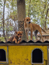 BEBA, Hund, Mischlingshund in Bulgarien - Bild 4