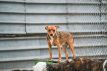 BEBA, Hund, Mischlingshund in Bulgarien - Bild 5