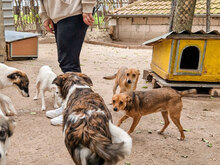 BEBA, Hund, Mischlingshund in Bulgarien - Bild 7