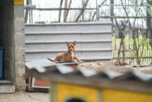 BEBA, Hund, Mischlingshund in Bulgarien - Bild 8