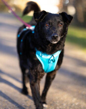 NILAY, Hund, Mischlingshund in Gelsenkirchen - Bild 2