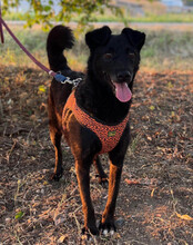 NILAY, Hund, Mischlingshund in Gelsenkirchen - Bild 6