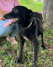 NILAY, Hund, Mischlingshund in Gelsenkirchen - Bild 9