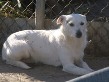 BIBO, Hund, Mischlingshund in Bulgarien - Bild 1