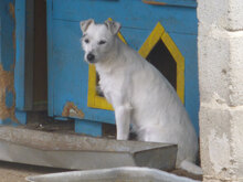 BIBO, Hund, Mischlingshund in Bulgarien - Bild 2