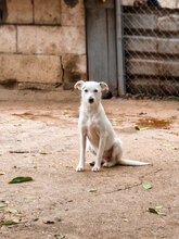 BIBO, Hund, Mischlingshund in Bulgarien - Bild 4