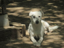 BIBO, Hund, Mischlingshund in Bulgarien - Bild 6