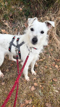 BIBO, Hund, Mischlingshund in Unterkirnach