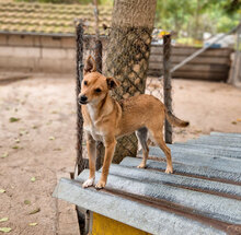 BEBO, Hund, Mischlingshund in Bulgarien - Bild 2