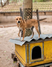 BEBO, Hund, Mischlingshund in Bulgarien - Bild 3