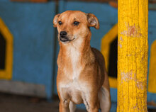 BEBO, Hund, Mischlingshund in Kenzingen