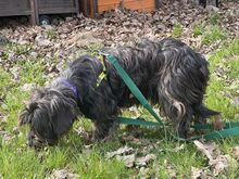 FREDEK, Hund, Mischlingshund in Polen - Bild 2