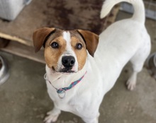 BEN, Hund, Parson Russell Terrier-Mix in Spanien - Bild 1