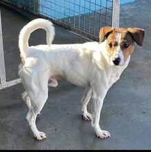 BEN, Hund, Parson Russell Terrier-Mix in Spanien - Bild 2