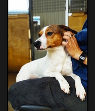 BEN, Hund, Parson Russell Terrier-Mix in Spanien - Bild 3