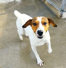 BEN, Hund, Parson Russell Terrier-Mix in Spanien - Bild 4