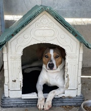 BEN, Hund, Parson Russell Terrier-Mix in Spanien - Bild 5