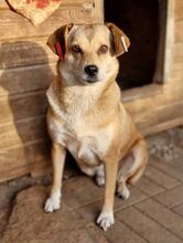 ADELE, Hund, Mischlingshund in Rumänien - Bild 2