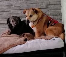 ADELE, Hund, Mischlingshund in Ruppichteroth - Bild 11