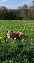 ADELE, Hund, Mischlingshund in Ruppichteroth - Bild 12