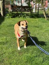 ADELE, Hund, Mischlingshund in Ruppichteroth - Bild 7