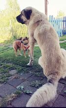 ADELE, Hund, Mischlingshund in Ruppichteroth - Bild 8