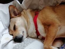 ADELE, Hund, Mischlingshund in Ruppichteroth - Bild 9